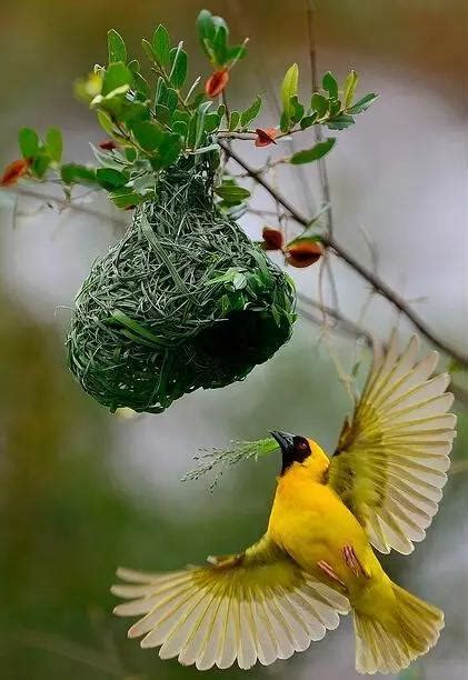 有鳥來家裡築巢
